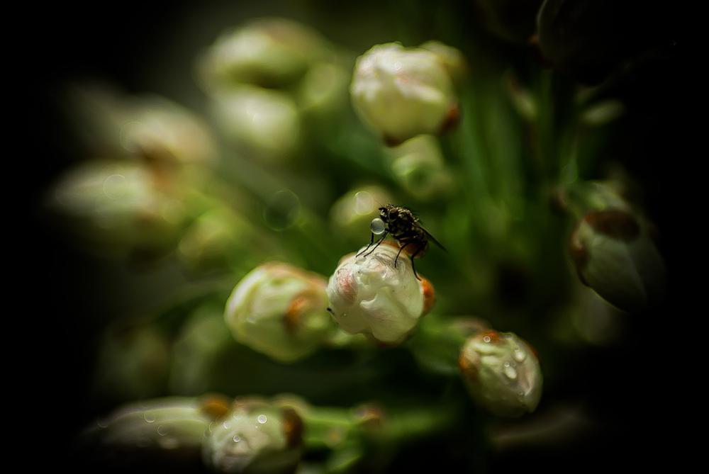 Fly Drop Plants Nature Insect Drops Wet Insects Fly Drop Plants Nature Insect Drops Wet Insects