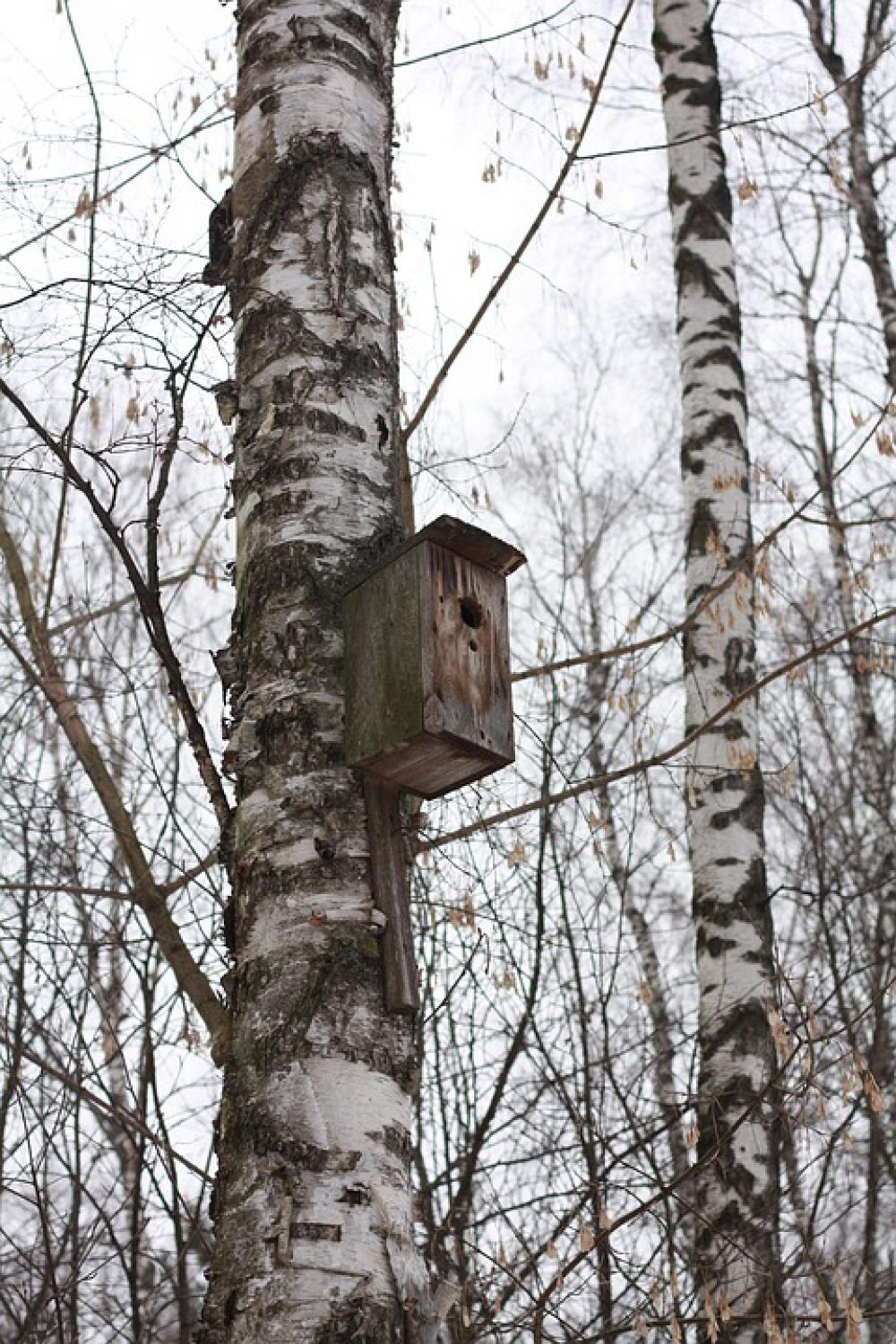 Forest Birds Nature Tree Landscape Winter Sparrow Forest Birds Nature Tree Landscape Winter Sparrow