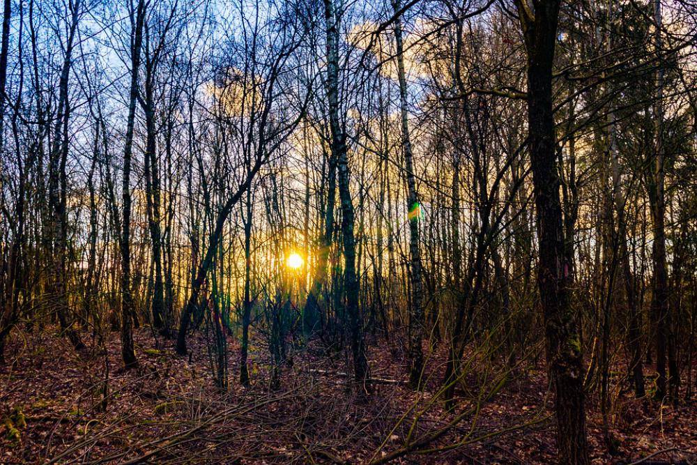 Forest Evening Sun Nature Sun Sunbeam Mood Trees Forest Evening Sun Nature Sun Sunbeam Mood Trees