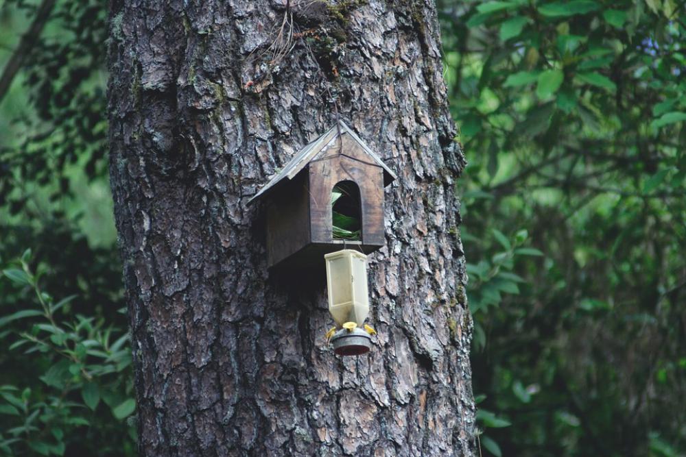 Forests House Of Birds Birdhouse Wood Tree Nidal Forests House Of Birds Birdhouse Wood Tree Nidal