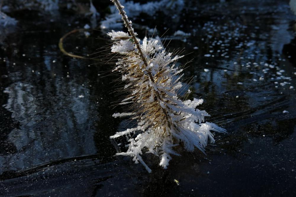 Frozen Lamp Cleaning Er Grass Eiskristalle Winter Frozen Lamp Cleaning Er Grass Eiskristalle Winter