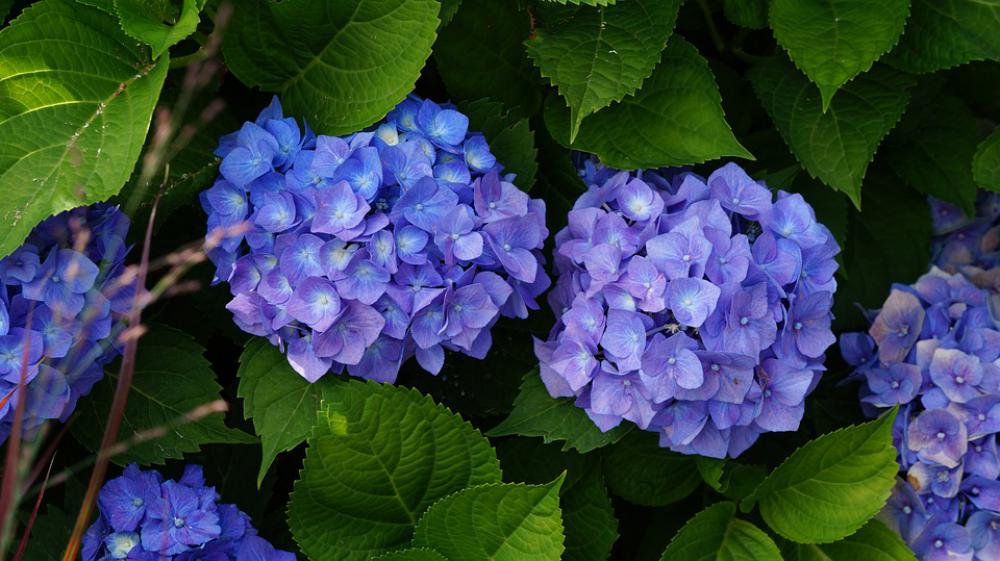 Garden Flowers Hydrangea Garden Flowers Hydrangea
