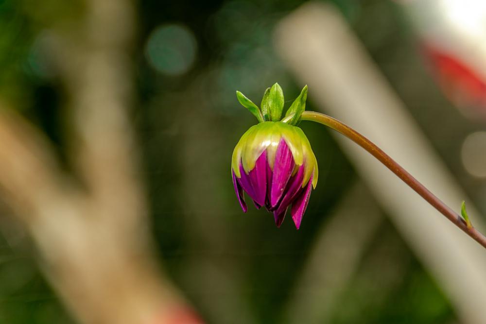 Garden Bud Flower Plant Spring Garden Bud Flower Plant Spring