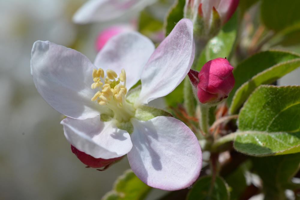 Garden Flower Spring Garden Flower Spring