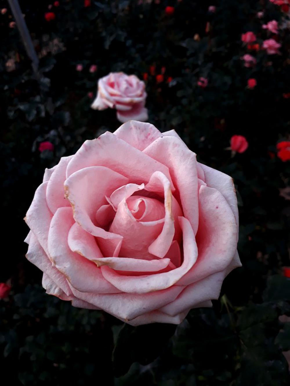 Garden Park Rose Plant Garden Park Rose Plant