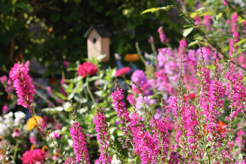 Garden Purple Nature Flowers Summer Bloom Plant Garden Purple Nature Flowers Summer Bloom Plant