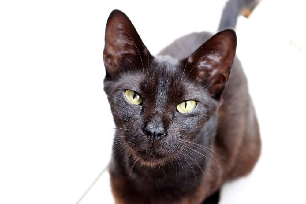 Gata Kitten Babe Black Feline Tamed Eye Animal Gata Kitten Babe Black Feline Tamed Eye Animal