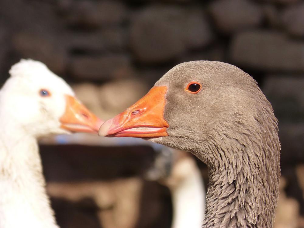 Geese Ducks Poultry Birds Geese Ducks Poultry Birds