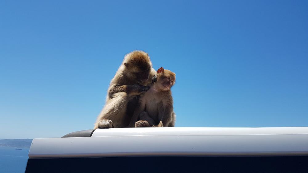 Gibraltar Ape Rock Monkey Nature Tourism Travel Gibraltar Ape Rock Monkey Nature Tourism Travel