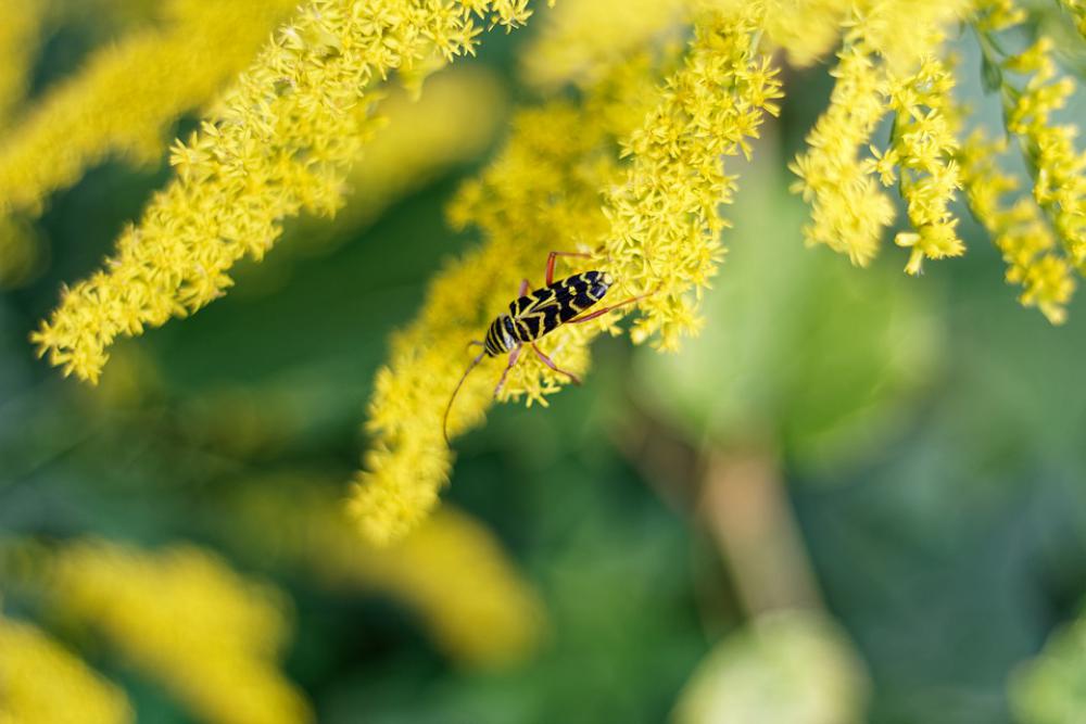 Goldenrod Insect Yellow Weed Goldenrod Insect Yellow Weed