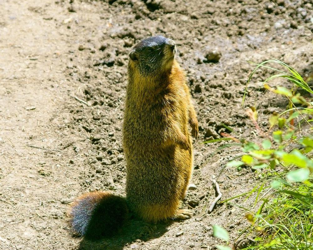 Grand Teton Rock Chuck Yellow-Bellied Marmot Animal Grand Teton Rock Chuck Yellow-Bellied Marmot Animal