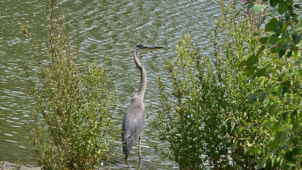 Great Blue Heron Waterfowl Park Water Birds Great Blue Heron Waterfowl Park Water Birds