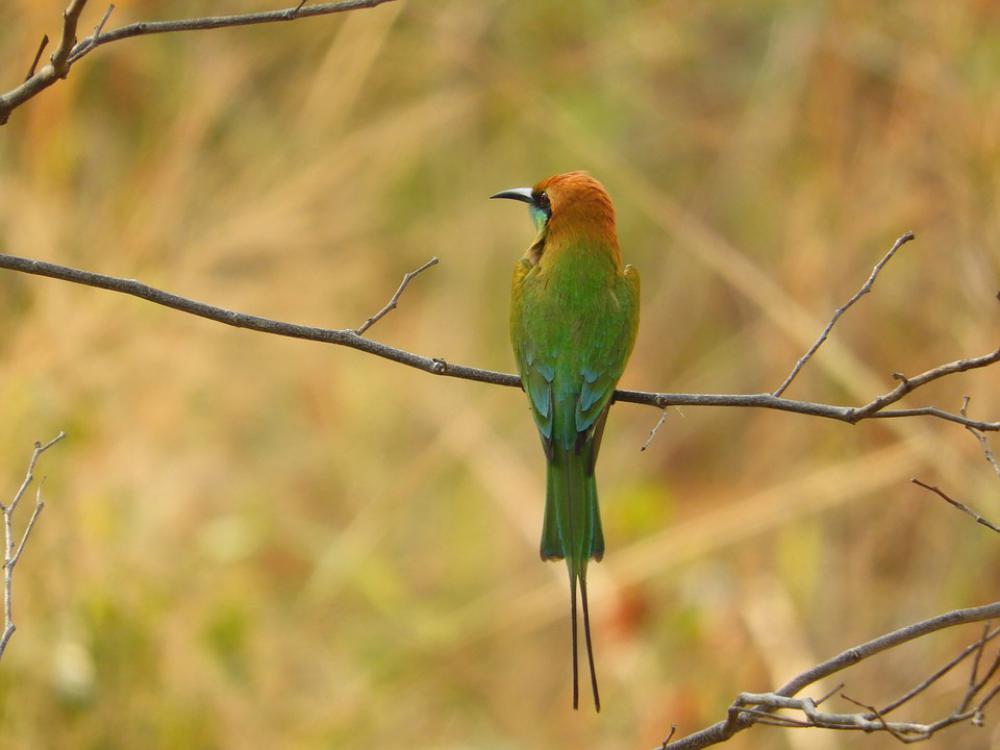Green Bee Eater Bird Green Wildlife Feathers Green Bee Eater Bird Green Wildlife Feathers