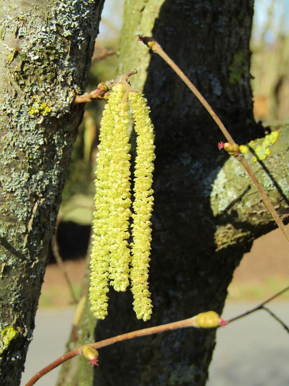 Hazel Flowers Hazel Bloom Spring Bush Hazel Branch Hazel Flowers Hazel Bloom Spring Bush Hazel Branch