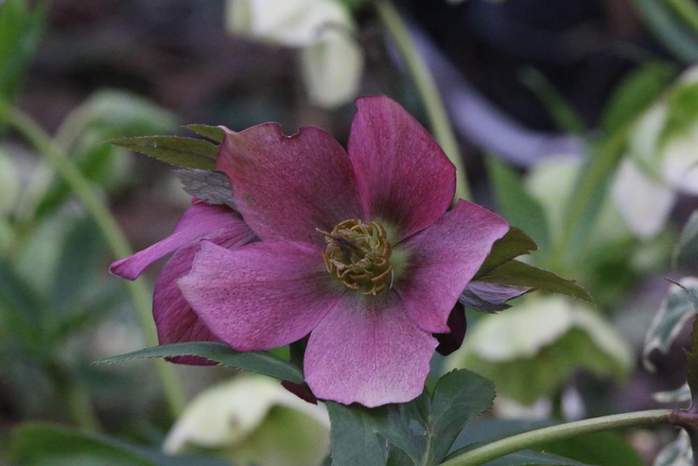 Hellebore Pink Christmas Flower Plants Spring Hellebore Pink Christmas Flower Plants Spring