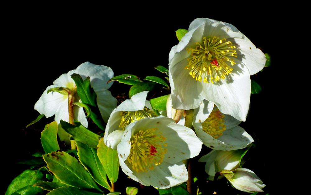 Hellebore Flowers White Garden The Petals Spring Hellebore Flowers White Garden The Petals Spring