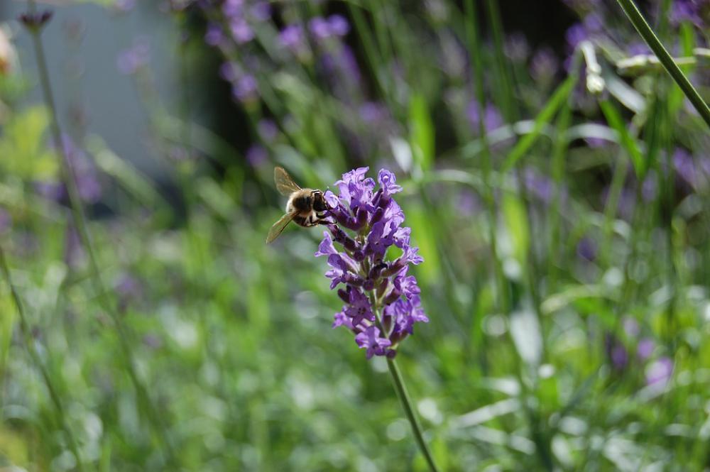 Honey Bee Lavender Pollen Nature Honey Bee Lavender Pollen Nature