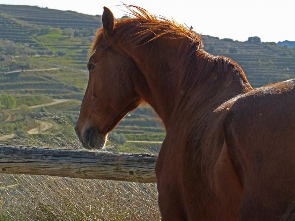 Horse Close Wind Freedom Horse Close Wind Freedom
