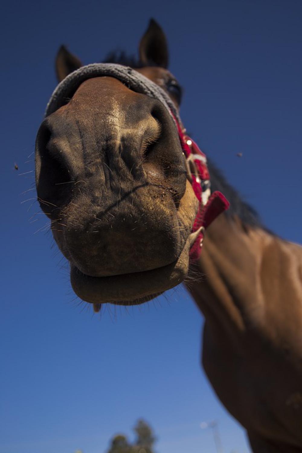 Horse Nature Funny Animal Animals Horses Equine Horse Nature Funny Animal Animals Horses Equine