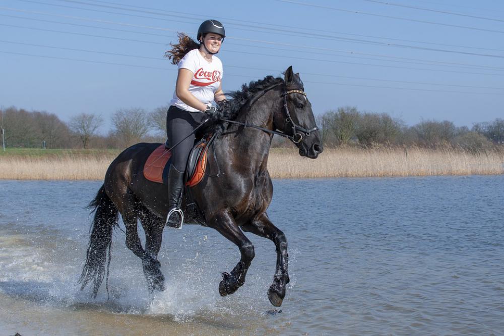 Horseback Riding Horse Nature Equestrian Outdoor Horseback Riding Horse Nature Equestrian Outdoor