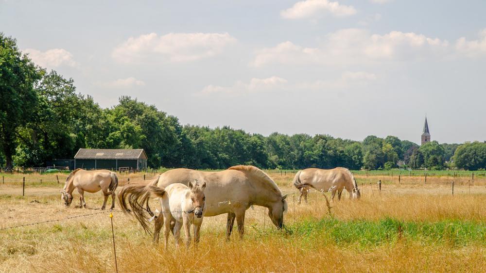 Horses Summer Hot Nature Countryside Area Horses Summer Hot Nature Countryside Area