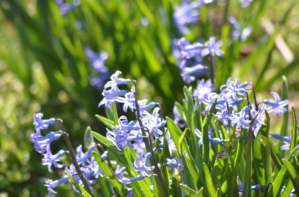 Hyacinth Nature Supplies Beauty Spring Flower Hyacinth Nature Supplies Beauty Spring Flower