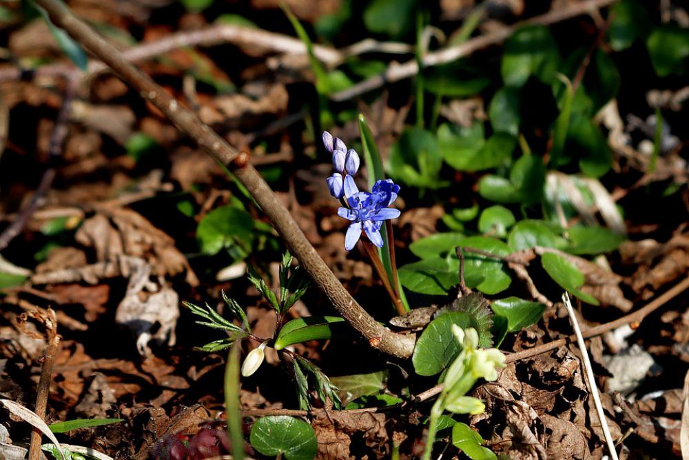 Hyacinth Spring Spring Flowers Purple Blossom Hyacinth Spring Spring Flowers Purple Blossom