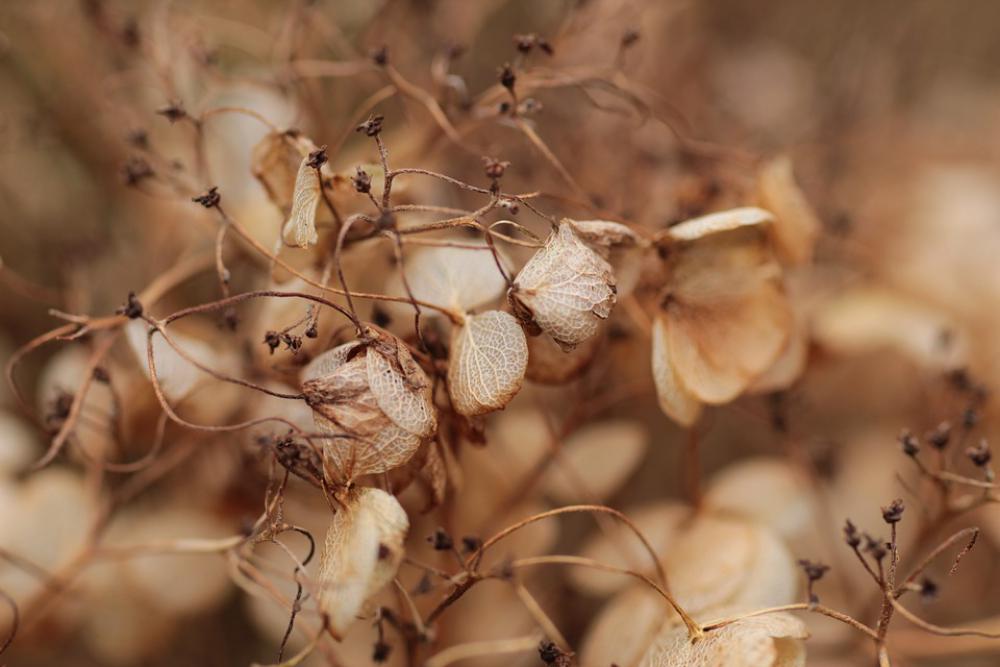 Hydrangea Seed Flower Dead Botany Garden Season Hydrangea Seed Flower Dead Botany Garden Season