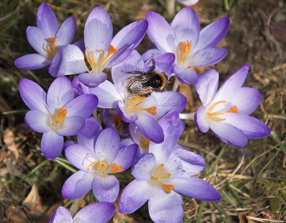 Insect Hummel Crocus Sprinkle Blossom Bloom Insect Hummel Crocus Sprinkle Blossom Bloom