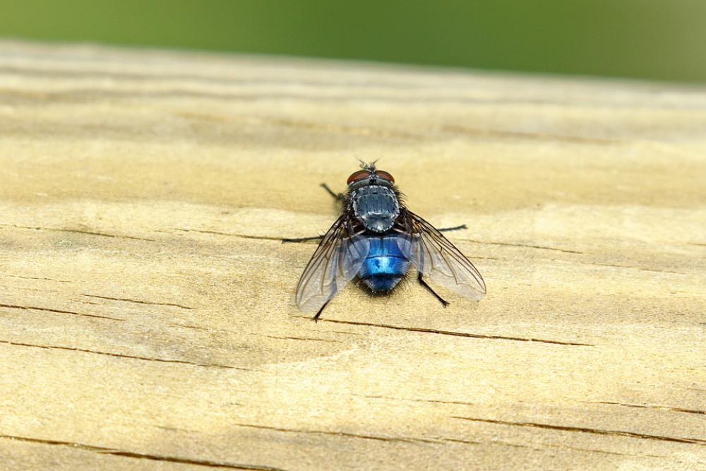 Insect Ali Blue Moscow Insect Ali Blue Moscow