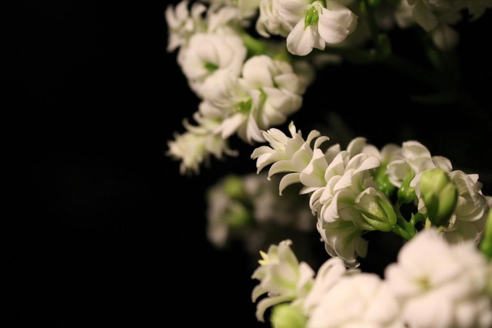 Kalanchoe Blossom Bloom Black Background White Kalanchoe Blossom Bloom Black Background White