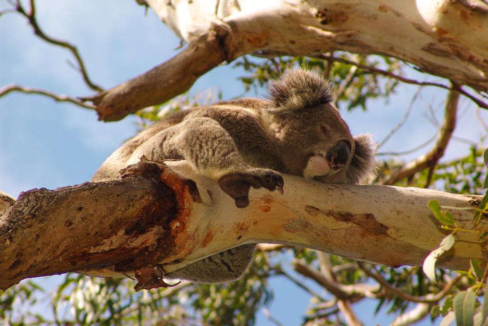 Koala Australia Animal Cute Nature Marsupial Koala Australia Animal Cute Nature Marsupial