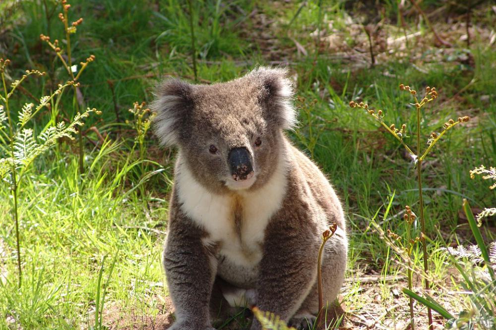 Koala Australia Marsupial Wildlife Nature Animal Koala Australia Marsupial Wildlife Nature Animal