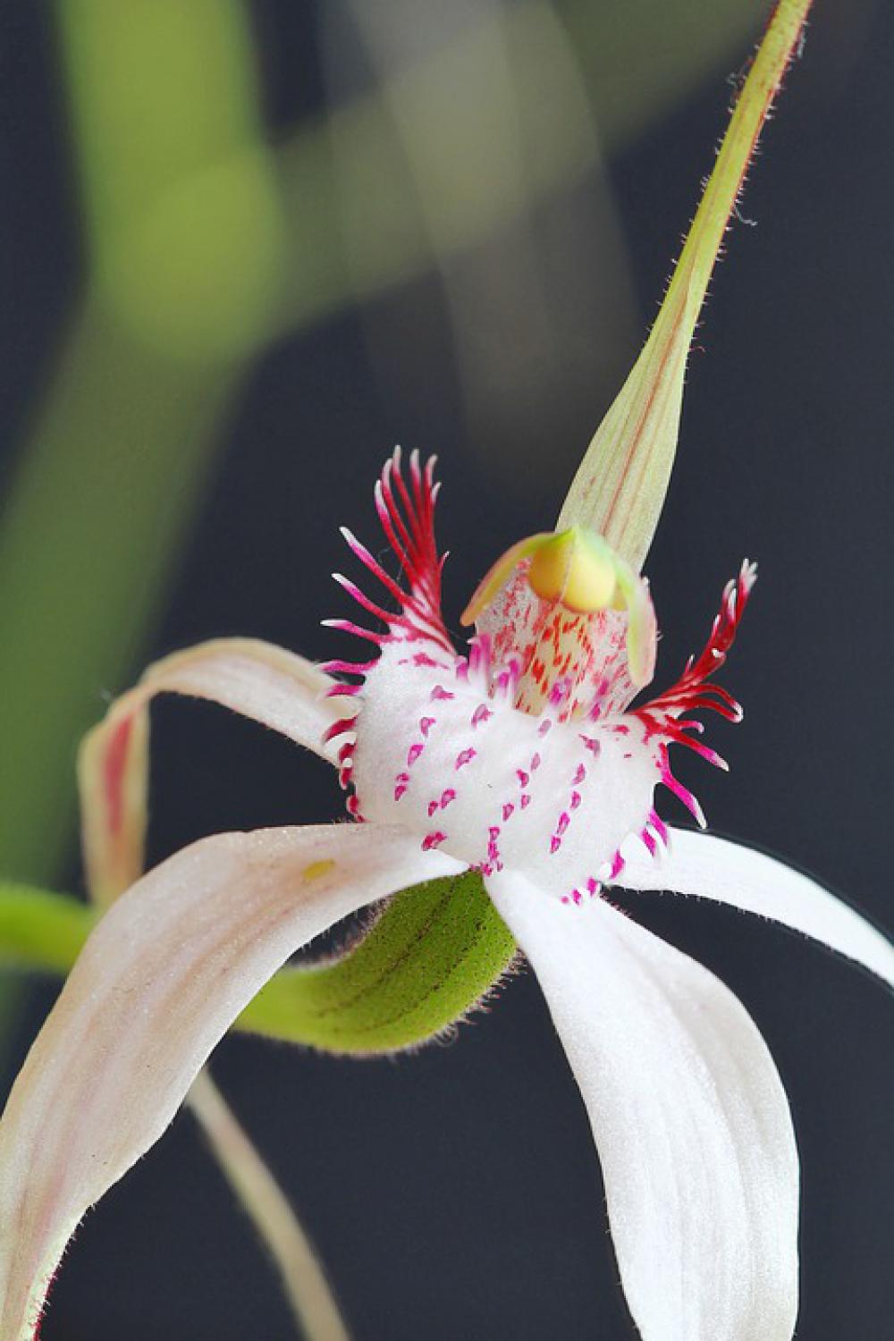 Kojonup Christine'S Spider Orchid Focus Stack Kojonup Christine'S Spider Orchid Focus Stack