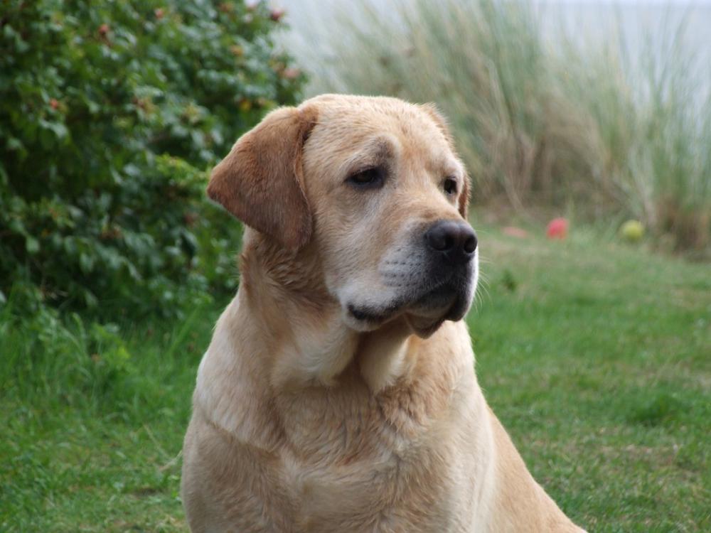 Labrador Yellow Labrador Retriever Golden Meadow Labrador Yellow Labrador Retriever Golden Meadow