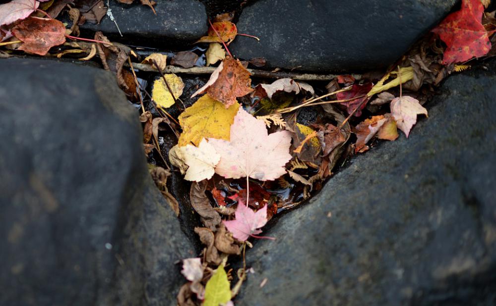 Leaf Leaves Autumn Colour Stream Water Nature Leaf Leaves Autumn Colour Stream Water Nature