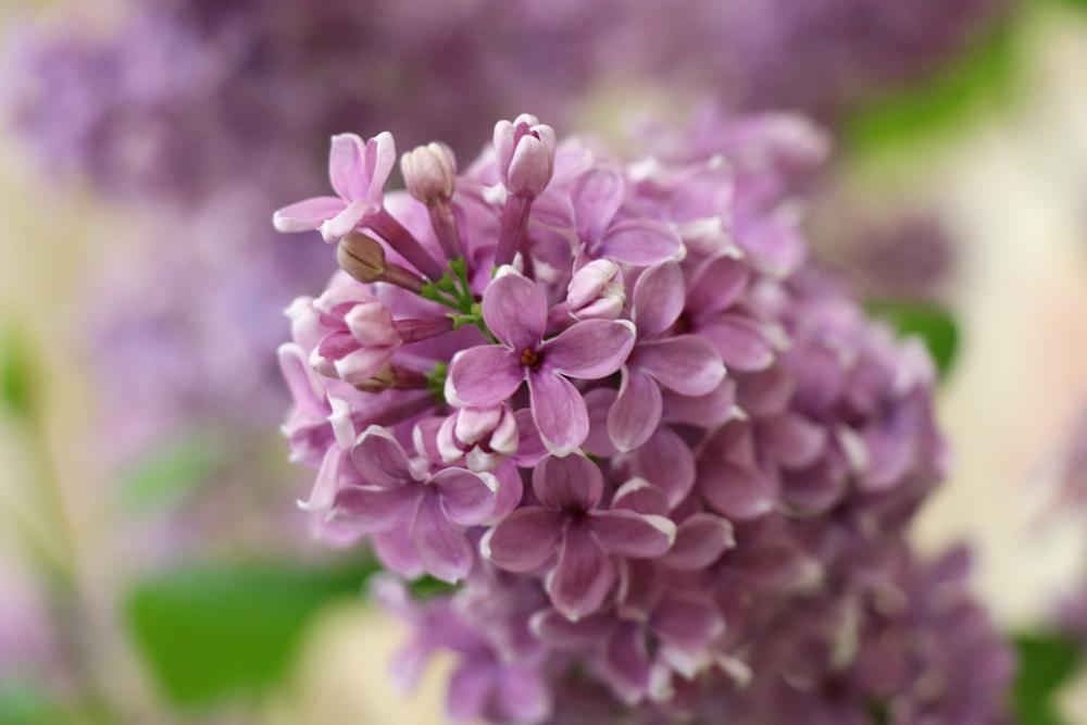 Lilac Pink Branch Spring Flowers Garden Leaves Lilac Pink Branch Spring Flowers Garden Leaves