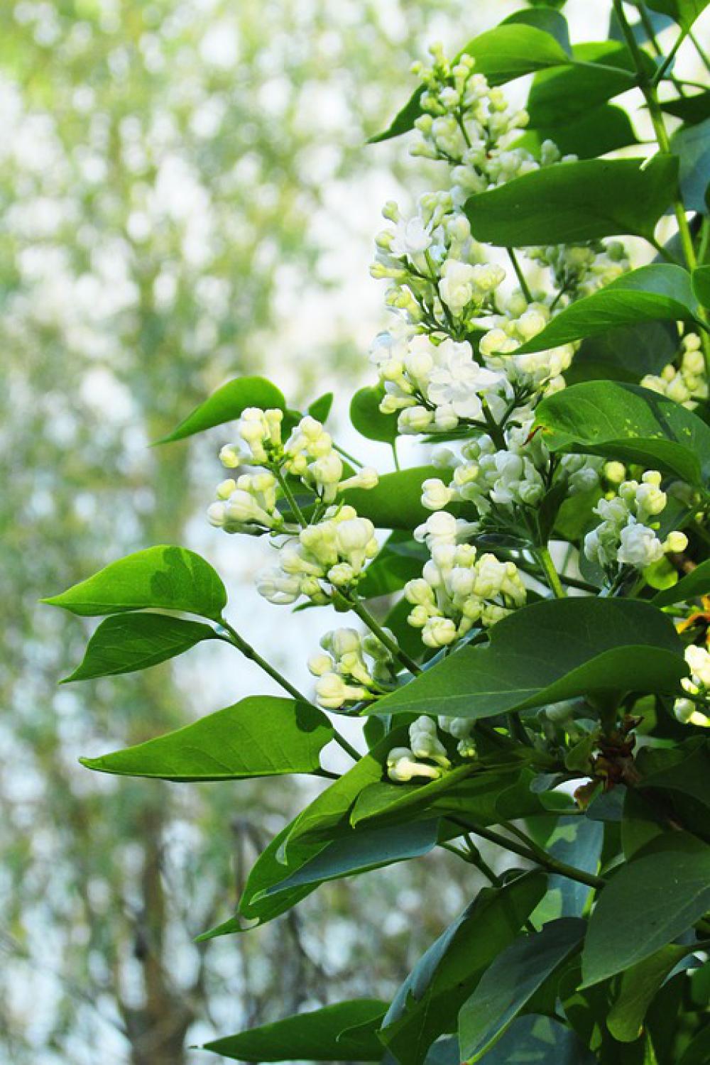 Lilac White Spring Fragrant Nature Summer Flower Lilac White Spring Fragrant Nature Summer Flower