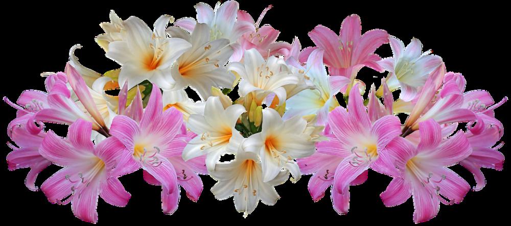 Lilies Belladonna Easter Lilies Perfume Garden Lilies Belladonna Easter Lilies Perfume Garden