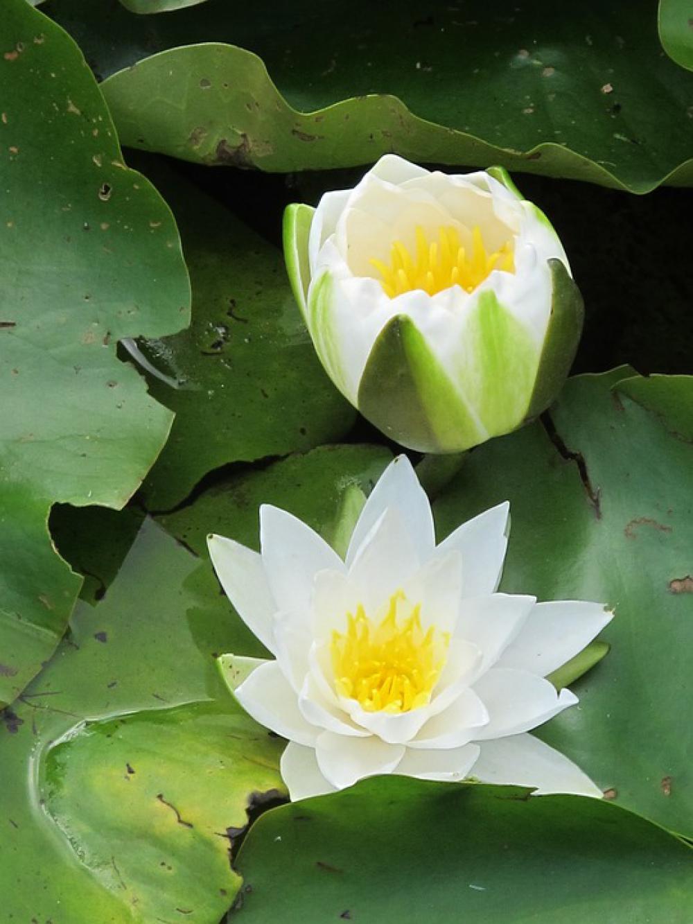 Lily White Lily Water Lily Lily Pond Flowering Lily White Lily Water Lily Lily Pond Flowering