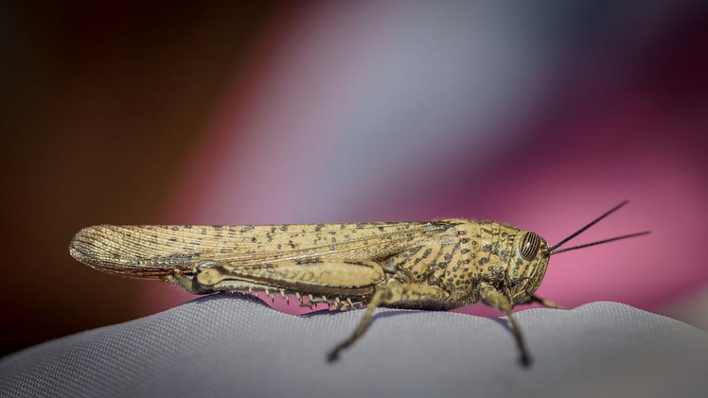 Locust Insect Nature Wildlife Locust Insect Nature Wildlife