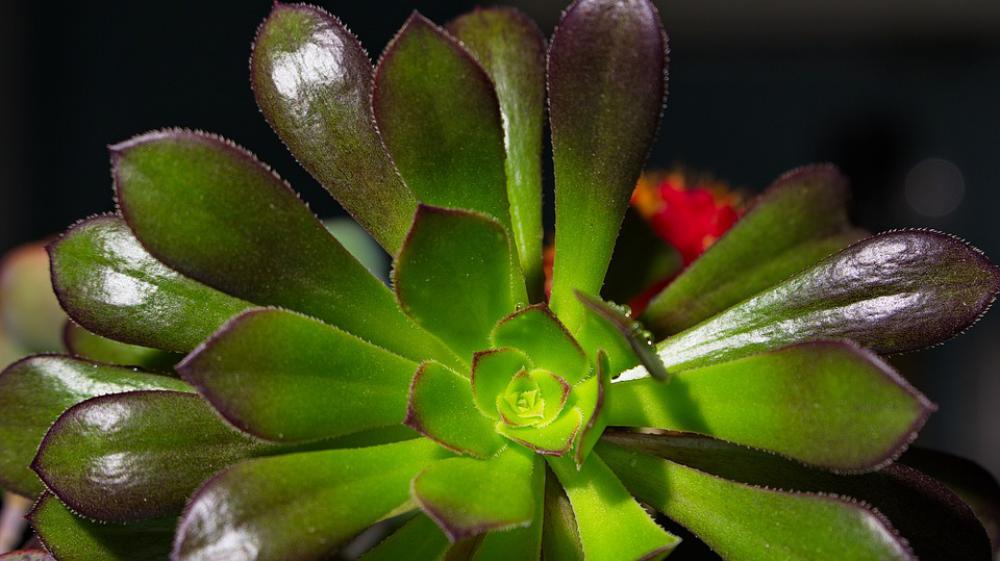 Macro Flower Flora Beautiful Nature Macro Flower Flora Beautiful Nature