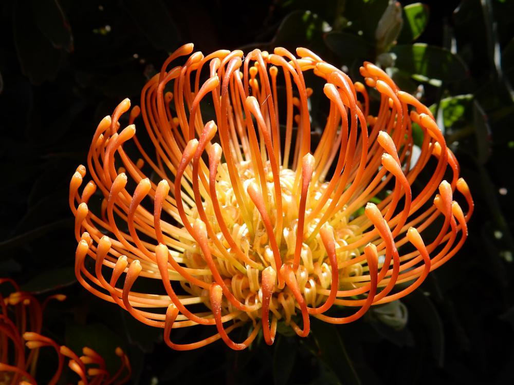 Madeira Flower Nature Plant Portugal Blossom Madeira Flower Nature Plant Portugal Blossom
