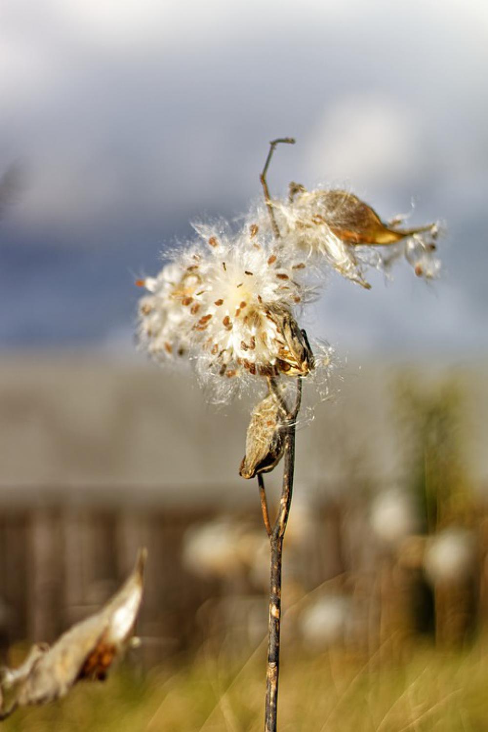 Milkweed Pods Seeds Barn Milkweed Pods Seeds Barn