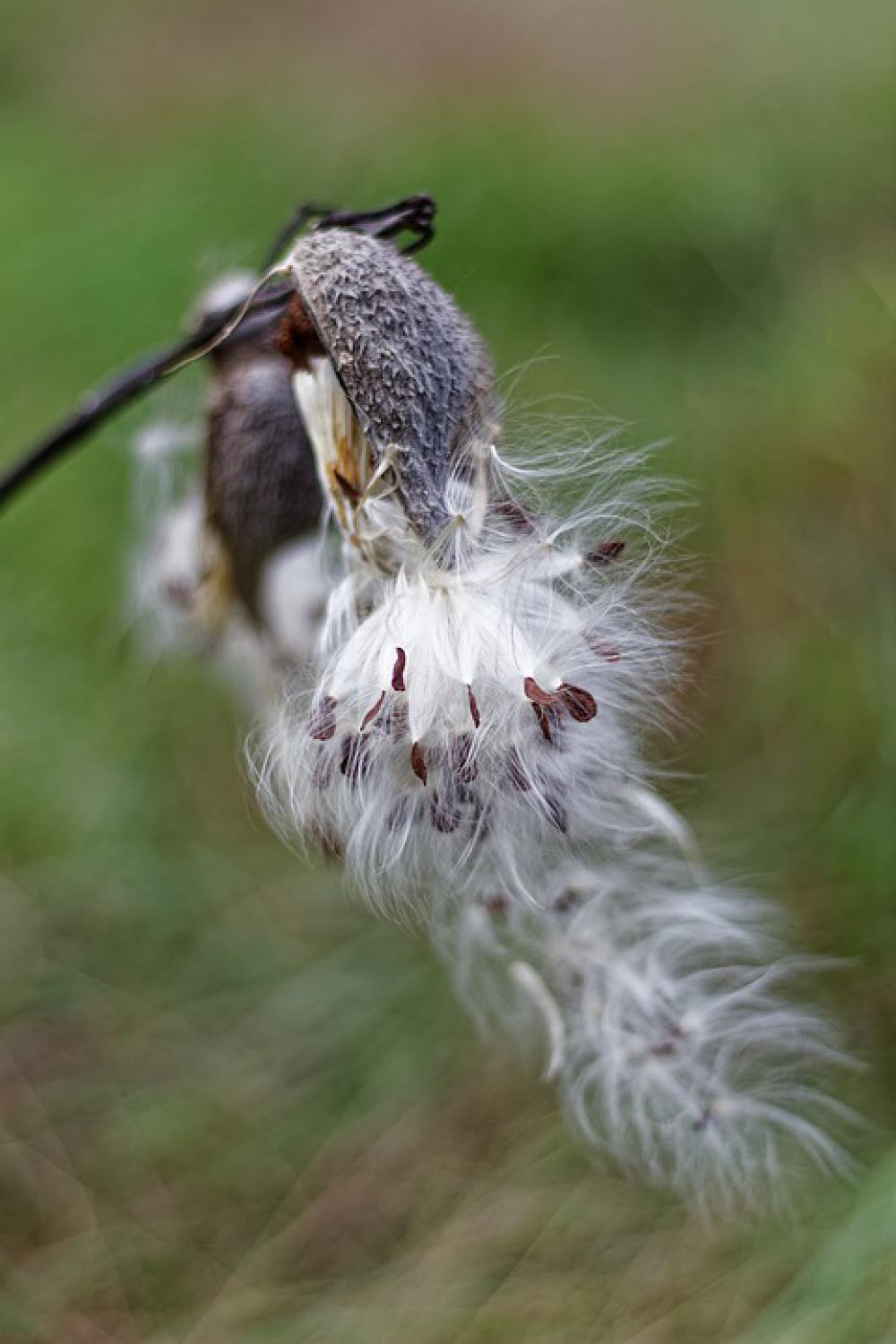 Milkweed Pods Silky Beard Milkweed Pods Silky Beard