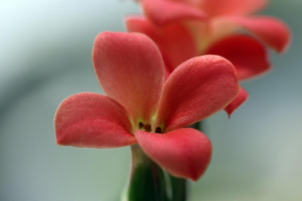 Mini Potted Flowers Potted Plant Plants Flower Mini Potted Flowers Potted Plant Plants Flower
