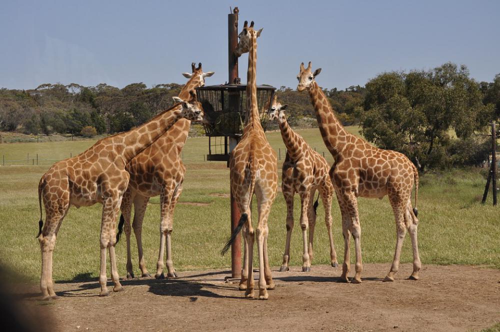 Monarto Zoo Zoo Outdoor Zoo Nature Wildlife Monarto Zoo Zoo Outdoor Zoo Nature Wildlife
