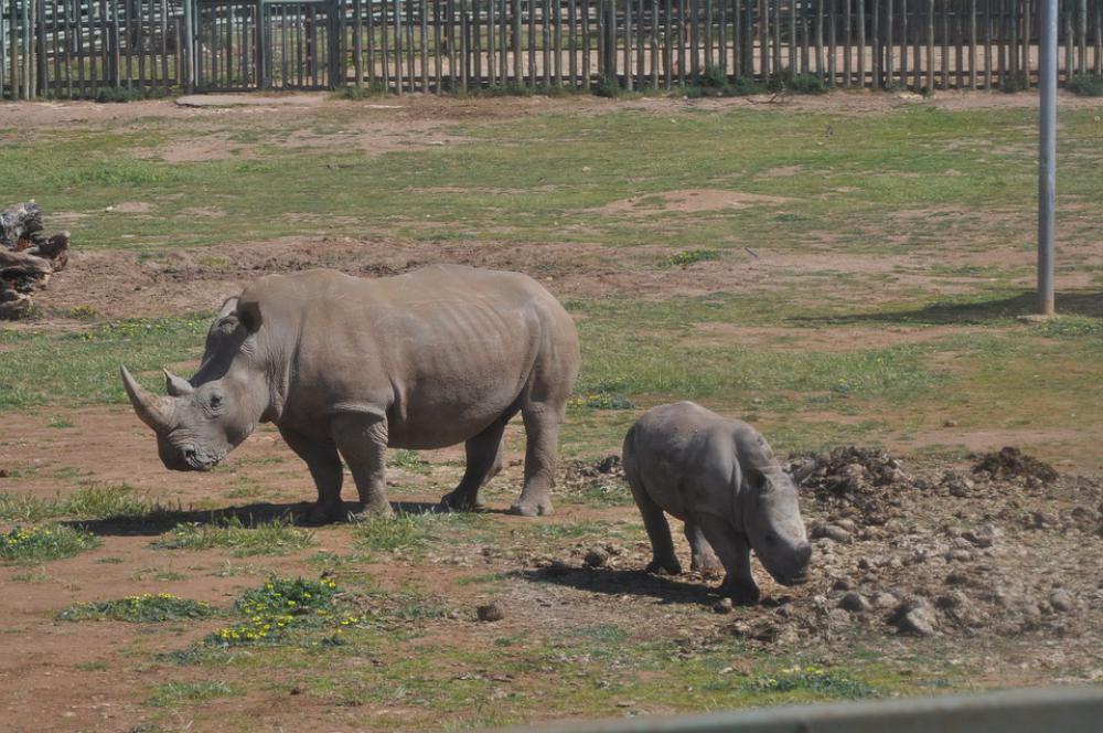 Monarto Zoo Zoo Outdoor Zoo Nature Wildlife Monarto Zoo Zoo Outdoor Zoo Nature Wildlife