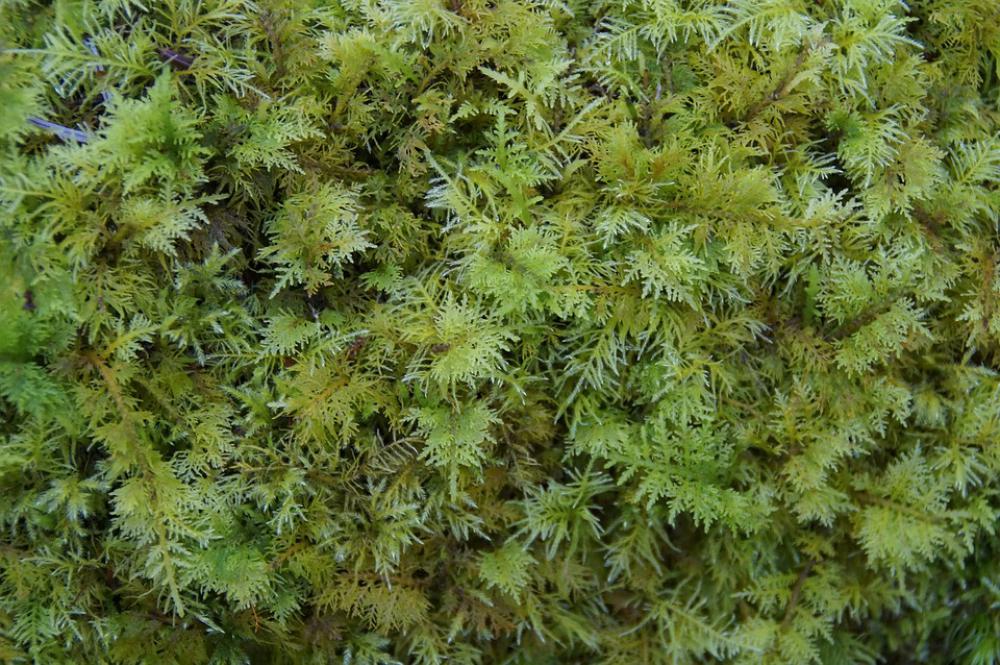 Moss Green Texture Structure Background Moss Green Texture Structure Background