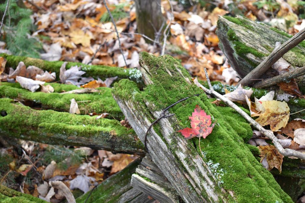 Moss Old Fence Fall Ontario Green Moss Old Fence Fall Ontario Green